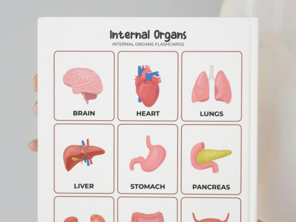 Free Internal Organs Flashcards for Kids