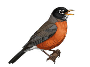 American Robin Clipart